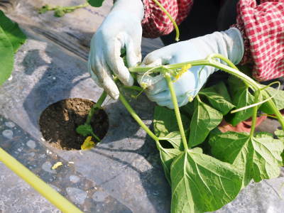熊本産!匠のマスクメロン!12月~1月の販売に向け定植後の3段階の成長の様子を現地取材(前編)_a0254656_17035967.jpg