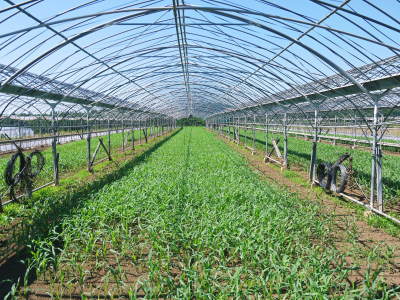 熊本産!匠のマスクメロン!12月~1月の販売に向け定植後の3段階の成長の様子を現地取材(前編)_a0254656_17065358.jpg