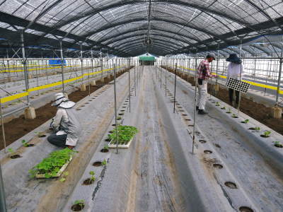 熊本産!匠のマスクメロン!12月~1月の販売に向け定植後の3段階の成長の様子を現地取材(前編)_a0254656_17270038.jpg