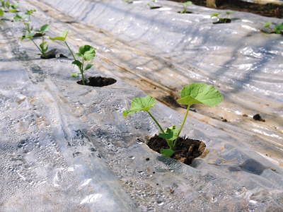 熊本産！匠のマスクメロン！12月～1月の販売に向け定植後の3段階の成長の様子を現地取材(前編)_a0254656_17411819.jpg