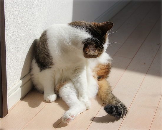 スポットライトを浴びる猫_a0389088_16362245.jpg