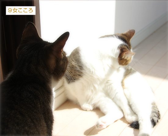 スポットライトを浴びる猫_a0389088_16362270.jpg