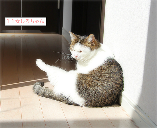 スポットライトを浴びる猫_a0389088_16362285.jpg