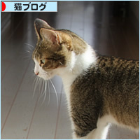 スポットライトを浴びる猫_a0389088_16362345.jpg