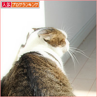 スポットライトを浴びる猫_a0389088_16362369.jpg