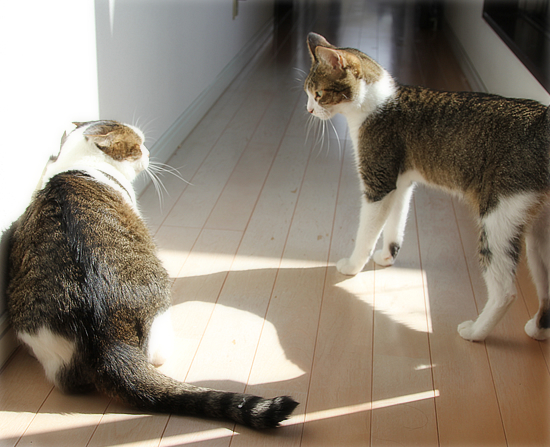 スポットライトを浴びる猫_a0389088_16362370.jpg