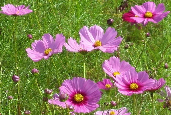 秋へ秋へと 秋の桜 今日から明日へ