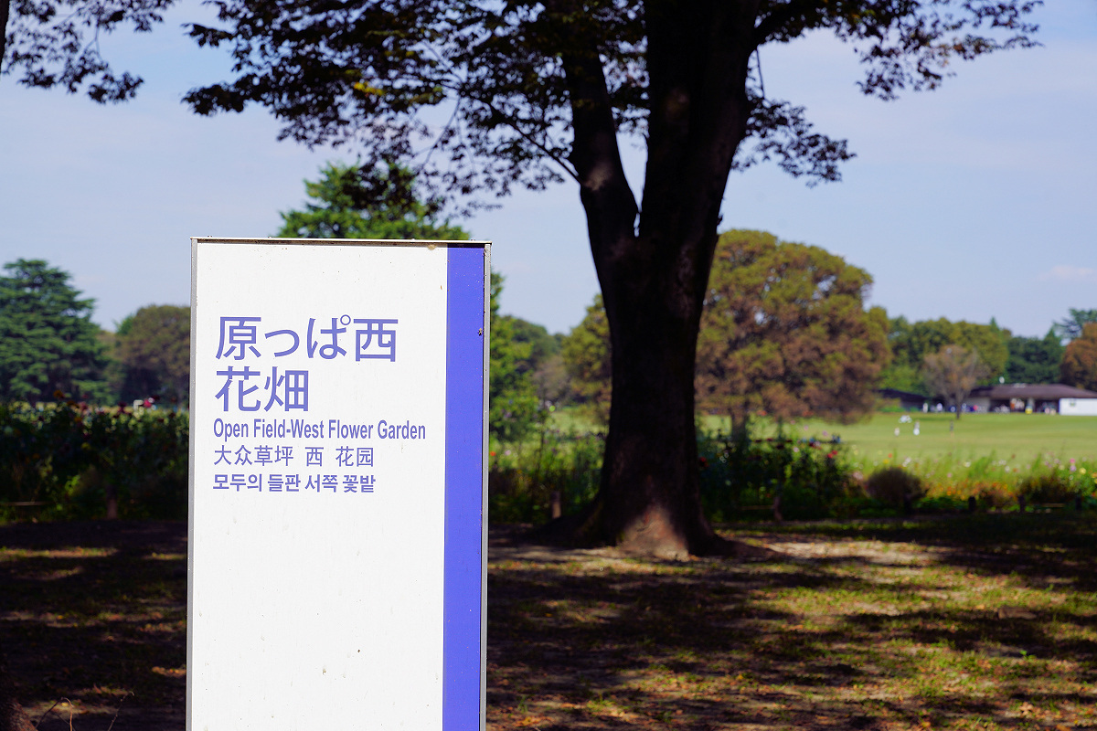 昭和記念公園の秋 -前編-_b0410295_21373850.jpg