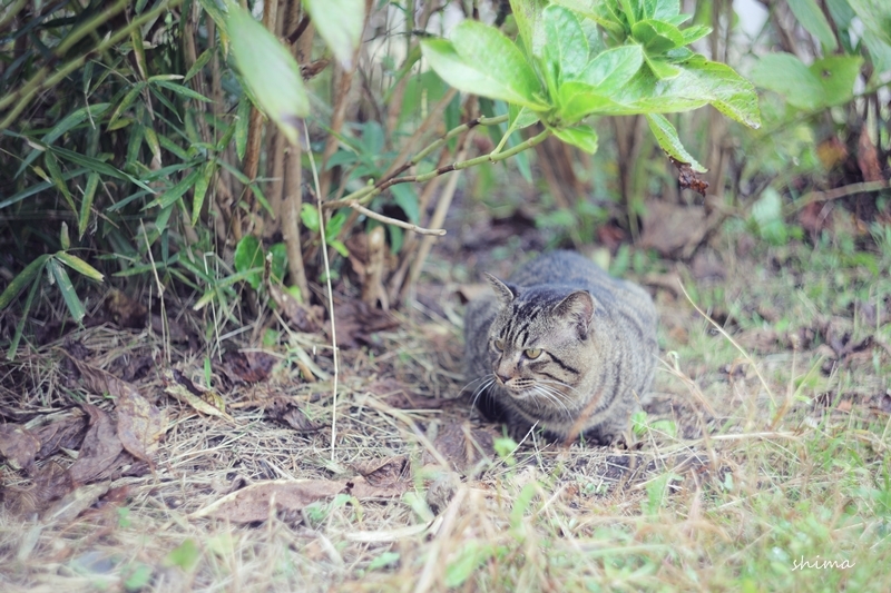 猫ストーカー_f0178696_21102721.jpg
