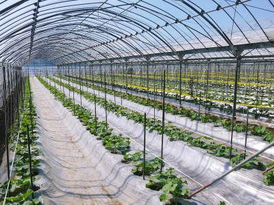 熊本産!匠のマスクメロン!12月~1月の販売に向け定植後の3段階の成長の様子を現地取材(後編)_a0254656_17481564.jpg