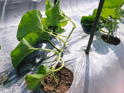 熊本産!匠のマスクメロン!12月~1月の販売に向け定植後の3段階の成長の様子を現地取材(後編)_a0254656_18104134.jpg