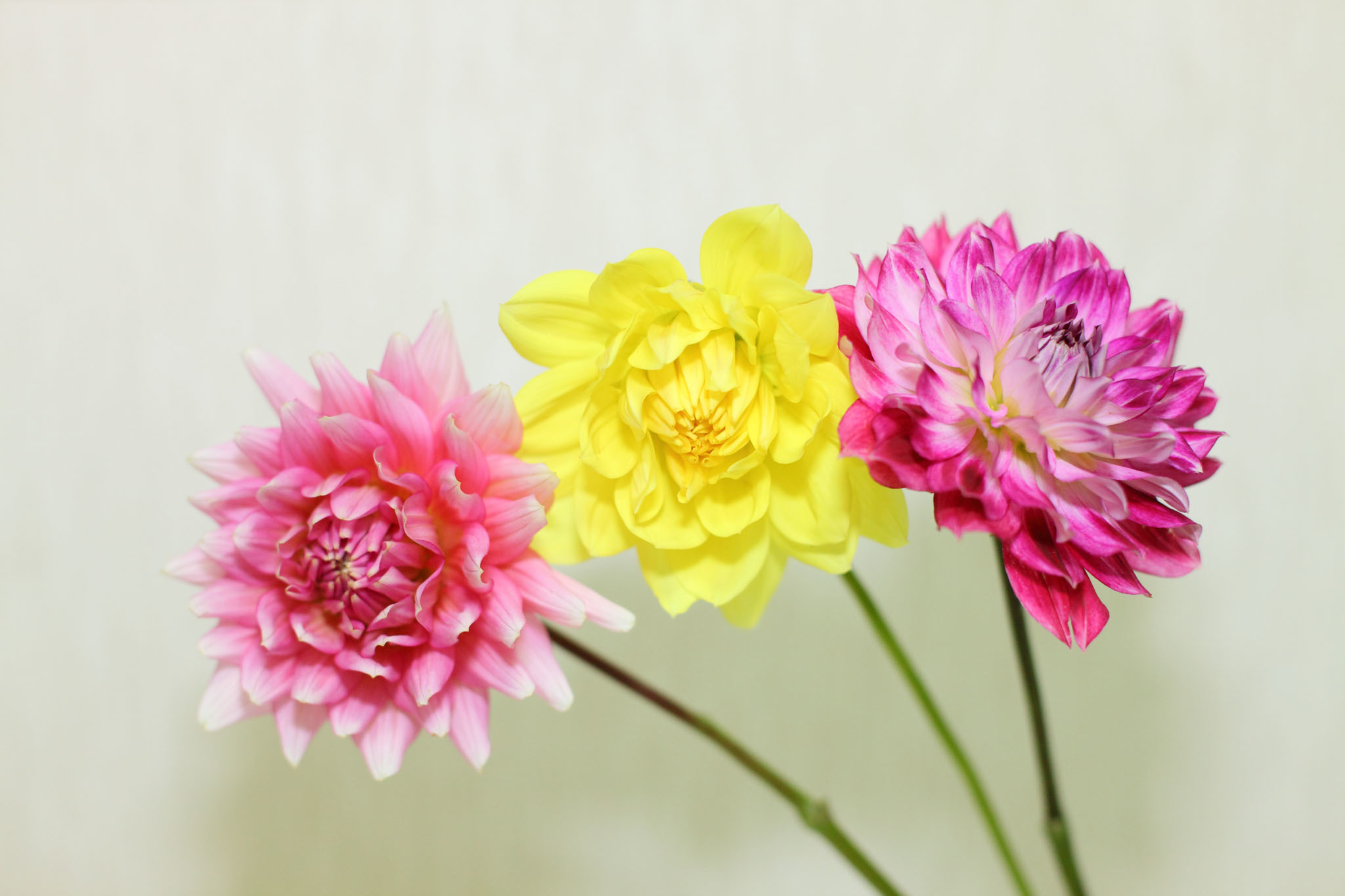 ダリアの切り花 写真の記憶