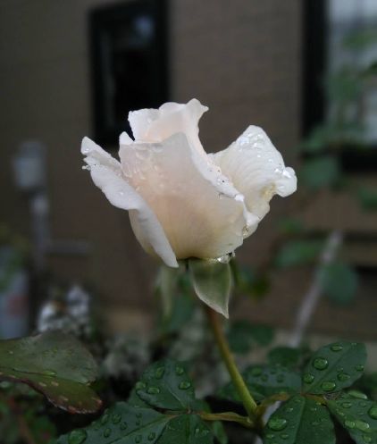 転ばぬ先の_c0024861_10535588.jpg