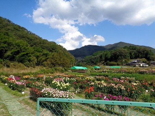 豪華絢爛　里山のダリア園へ_b0102572_16093974.jpg