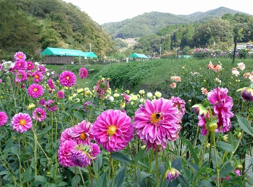 豪華絢爛　里山のダリア園へ_b0102572_16112639.jpg