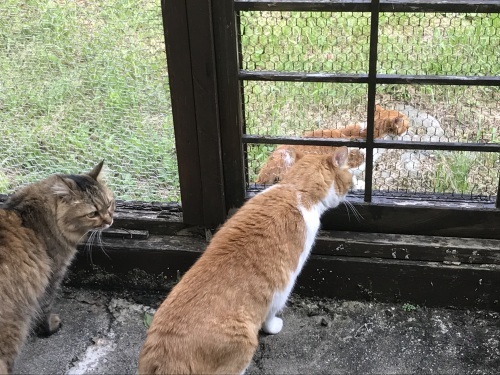 にゃーにゃー君 おっさんず注視 ご機嫌元氣 猫の森公式ブログ