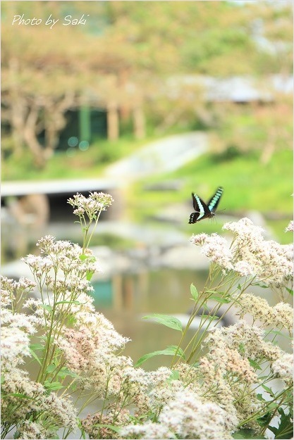 再び。_b0311208_13111467.jpg