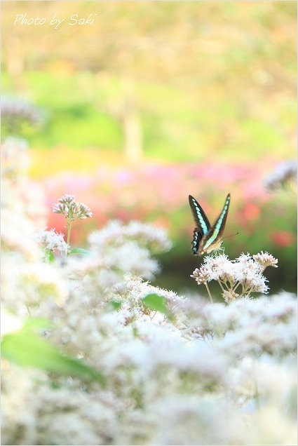 再び。_b0311208_13154374.jpg