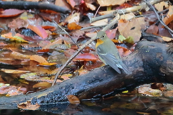 ムギマキ_e0413627_13224466.jpg