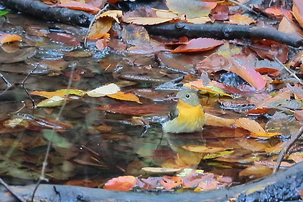 ムギマキ_e0413627_13230607.jpg