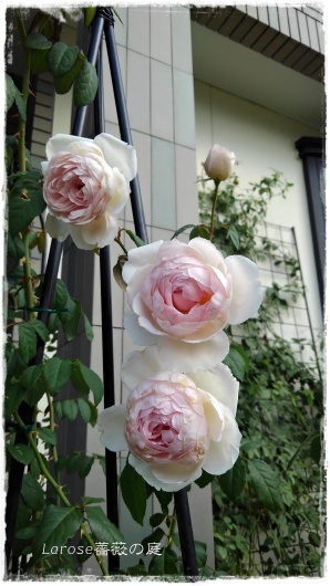 開花中「サイラスマーナー」10号鉢