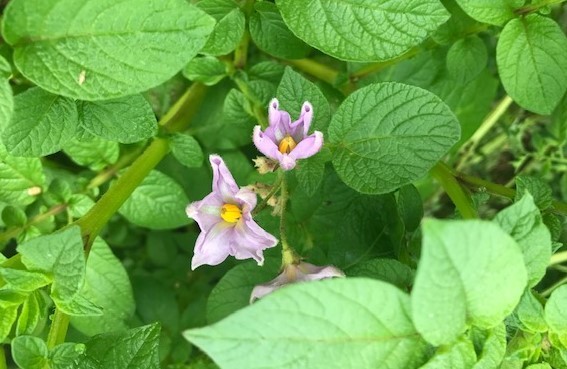 空豆・スナップエンドウ発芽、小松菜初収穫10・9_c0014967_16314683.jpg