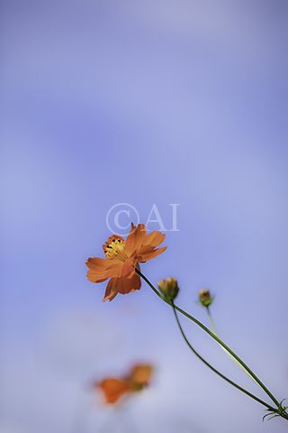 ぴん!_a0194990_21474527.jpg