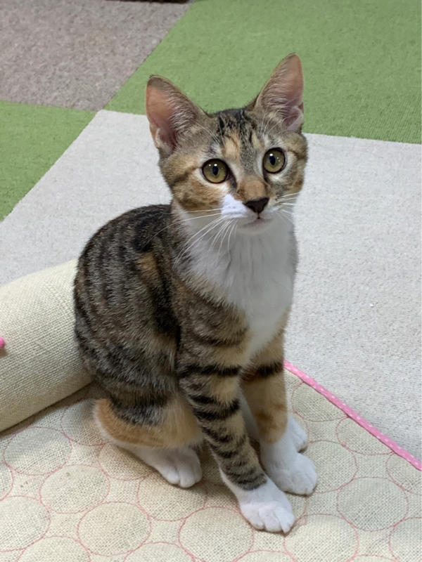 キジ猫さん。