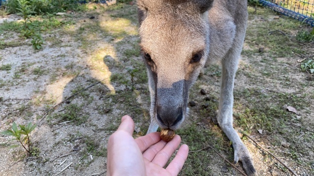 今年もやってきました！～秋の味覚編～_c0290504_13161133.jpg