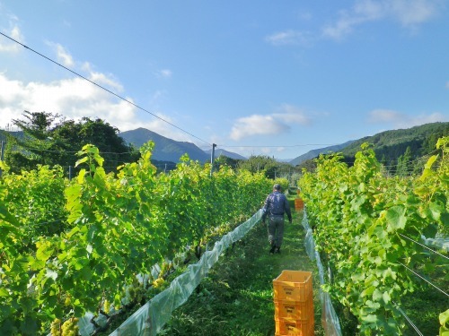 ヴォータノワインさんの収穫作業に行ってきました～。_a0353718_12404186.jpg