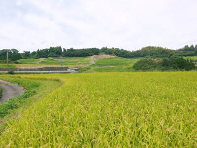 最旬ダウン 菊池水源棚田米 令和3年度の稲刈り終了！まもなく新米の販売開始 米・雑穀・粉類