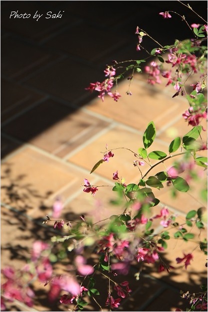 夏日といえども秋の花。_b0311208_16505326.jpg