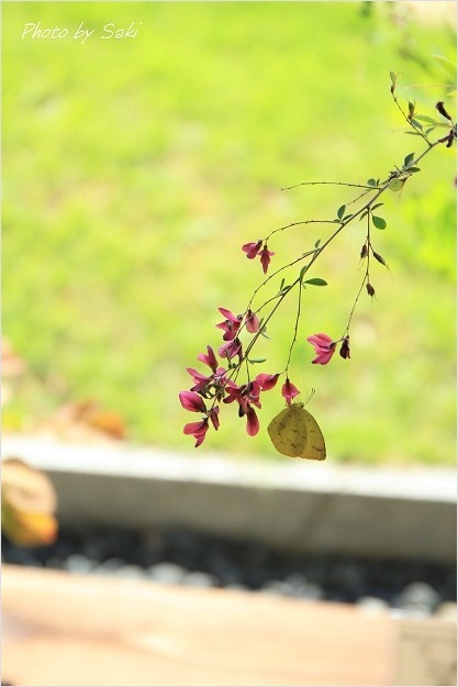 夏日といえども秋の花。_b0311208_16510525.jpg