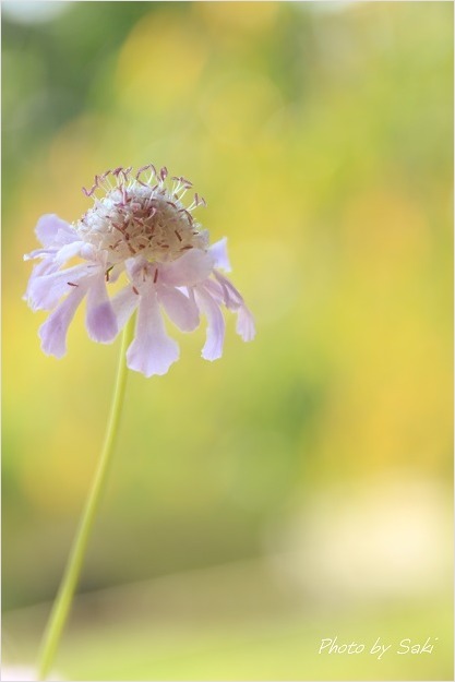 夏日といえども秋の花。_b0311208_16521034.jpg