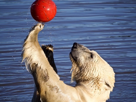 イギリス ヨークシャー野生動物公園のルカ Luca ノビ Nobby シス Sisu ヘイミッシュ Hamish の近況 Polarbearology Conjectaneum イギリス ヨークシャー野生動物公園のルカ Luca ノビ Nobby シス Sisu ヘイミッシュ Hamish の近況 Polarbearology Conjectaneum