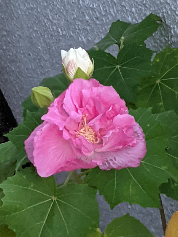 いい意味でも悪い意味でも消耗しきった土曜日 これがミッチの My Slow Life