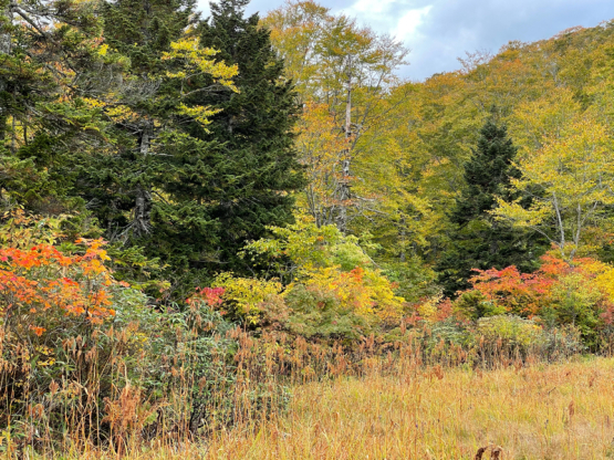 (7)「自然と紅葉」のトップページ　自然と紅葉」「自然の美と美」「紅葉求めて」「紅葉を求めて」_f0033831_05153981.jpg