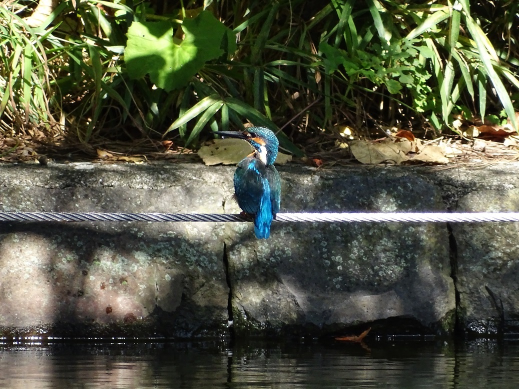 キンクロハジロがやって来ました_d0396036_16371933.jpg