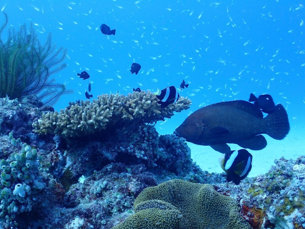 ブルーな海とウミガメ☆_a0189838_16425740.jpg
