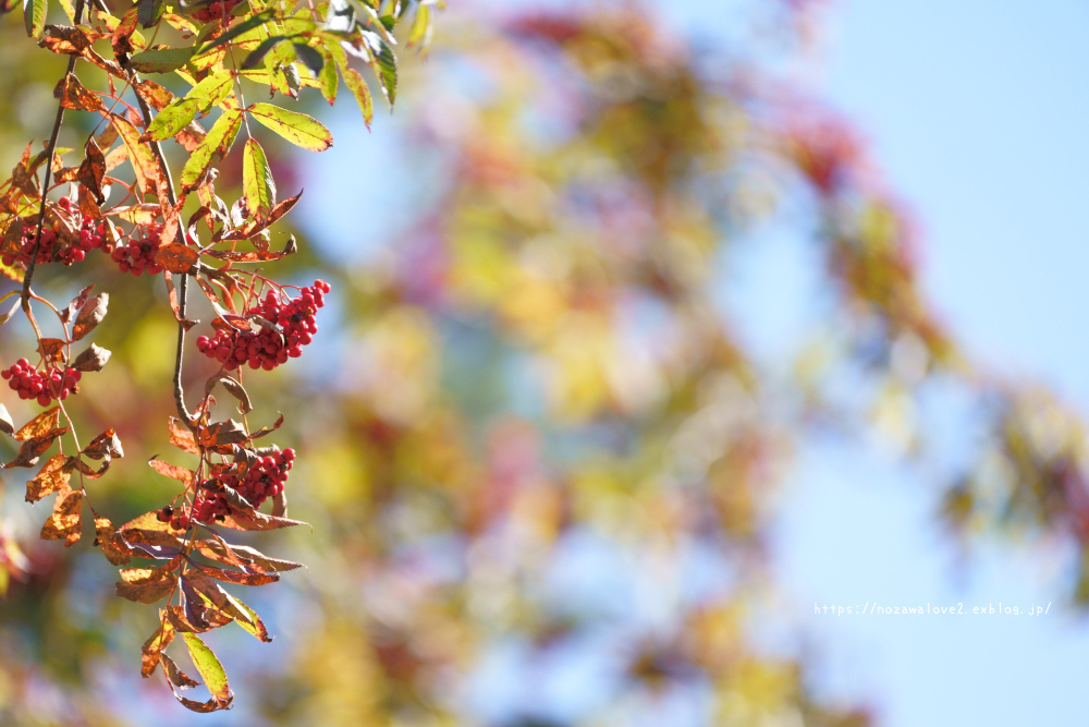 紅葉の志賀高原　木戸池～琵琶池_b0404739_21445915.jpg