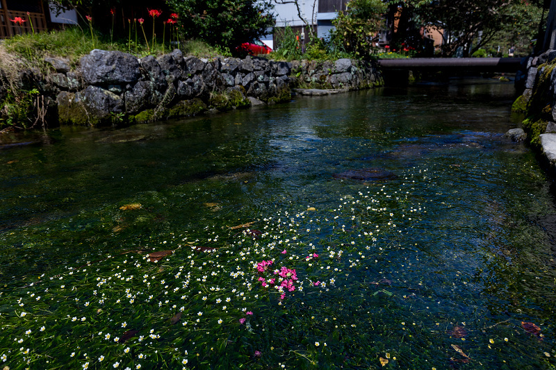 2021彼岸花の咲く風景　醒ヶ井地蔵川の花々_f0155048_22150248.jpg
