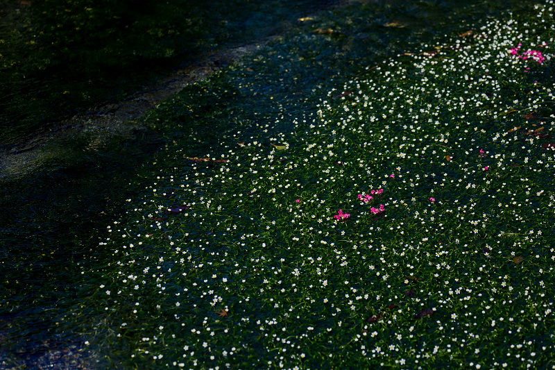 2021彼岸花の咲く風景　醒ヶ井地蔵川の花々_f0155048_22220113.jpg