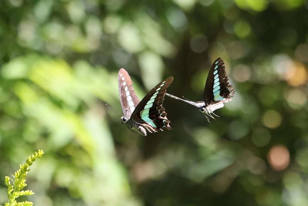 シジミチョウがいっぱい : 蝶超天国