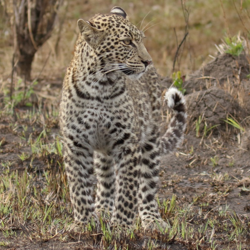 ケニアでサファリ５８ ヒョウの サバ と ７ヵ月の赤ちゃん 旅プラスの日記