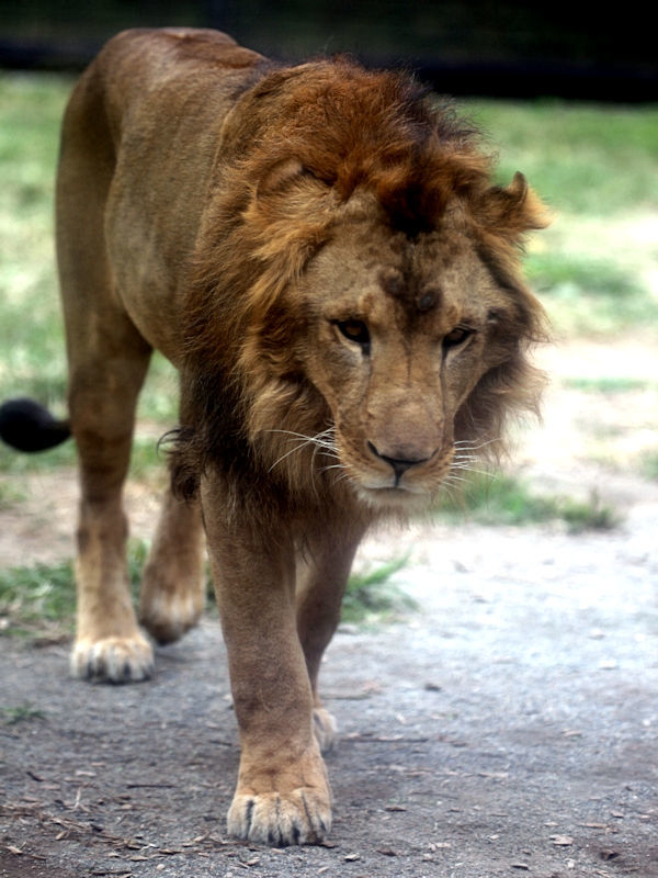 3歳になったサンとなお 動物園放浪記