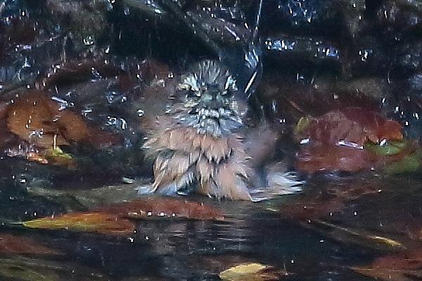 怪獣状態のこの鳥の正体は?_e0413627_17142020.jpg