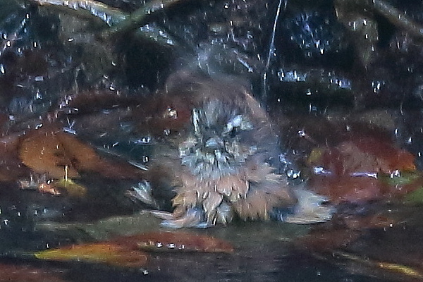怪獣状態のこの鳥の正体は?_e0413627_17151228.jpg