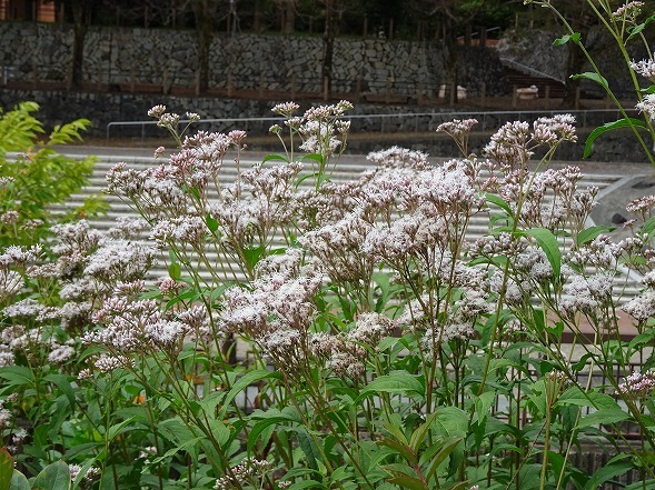 小畑川河川敷の藤袴_b0299042_07351666.jpg