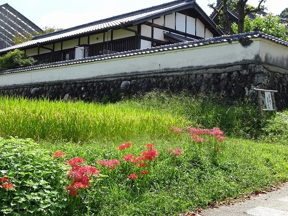 橘寺付近の彼岸花_b0299042_08344262.jpg