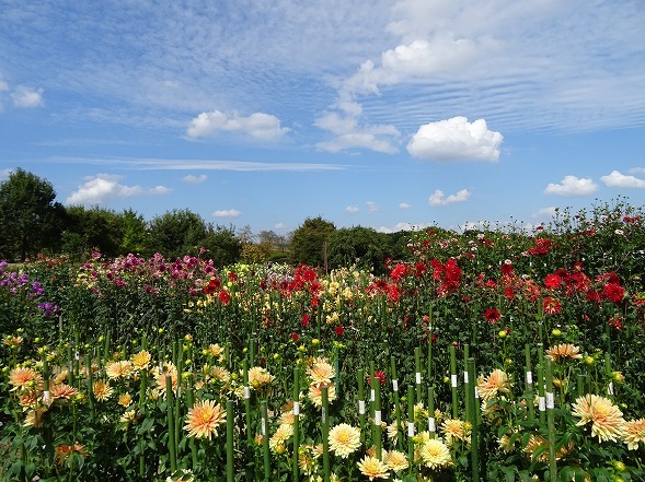 馬見丘陵公園のダリア_b0299042_09174261.jpg